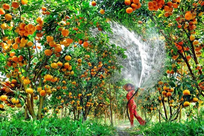 12 miệt vườn trái cây miền Tây nổi tiếng nhất kèm địa chỉ chi tiết