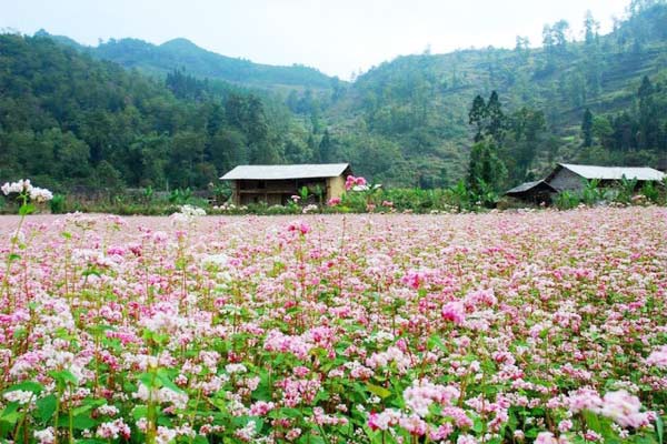 Tháng 10, đừng lỡ hẹn với mùa hoa tam giác mạch