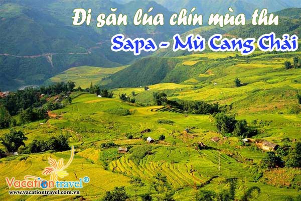 Thời điểm ‘săn’ lúa chín ở Sa Pa, Mù Cang Chải