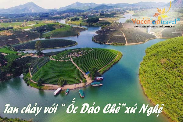 Ngây ngất con tim với ốc đảo chè nằm gọn trong lòng bờ hồ của xứ Nghệ