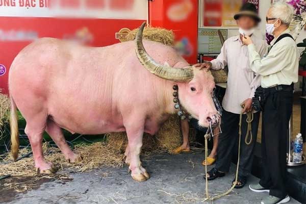 Trâu hồng xuất hiện ở Sài Gòn: Chủ qua đời còn lạy trước quan tài