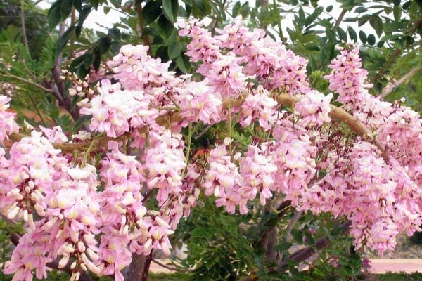 Tháng 1 Vũng Tàu đẹp mê hồn với đường hoa Đỗ Mai