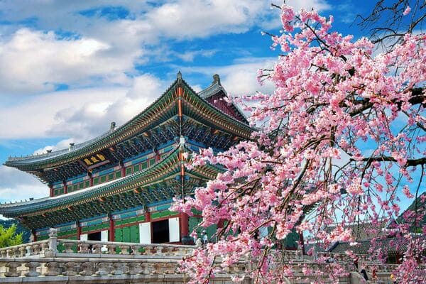 Top 5 Địa Điểm Chụp Ảnh Hoa Anh Đào Đẹp Nhất Seoul 2026 | Du Lịch Hàn Quốc Mùa Xuân