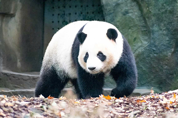 Tour Thành Đô – Tùng Bình Câu – Đạt Cổ Băng Xuyên