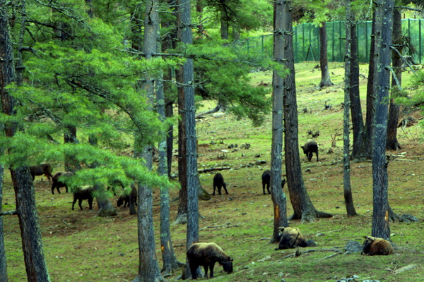 BHUTAN