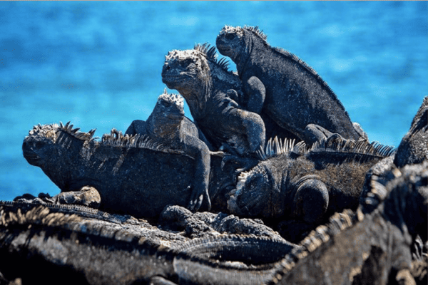 Hành Trình Khám Phá Galapagos & Amazon – Tour Ecuador Peru 14