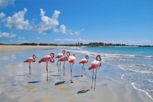 Hành Trình Khám Phá Galapagos & Amazon – Tour Ecuador Peru 14