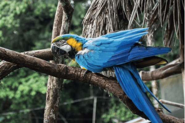 Hành Trình Khám Phá Galapagos & Amazon – Tour Ecuador Peru 14