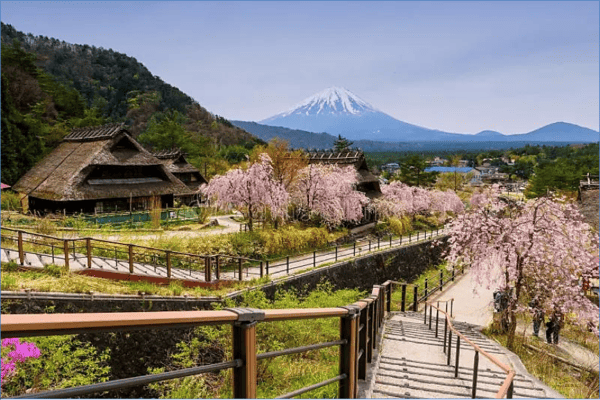 Tour Nhật Bản Mùa Hoa Anh Đào 6N5Đ | Shirakawago – Fuji – Tokyo | Vietnam Airlines 2026