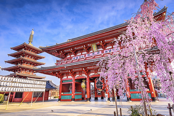 Tour Nhật Bản Mùa Hoa Anh Đào 5N4Đ | Shizuoka – Fuji – Tokyo | Vietnam Airlines 2026