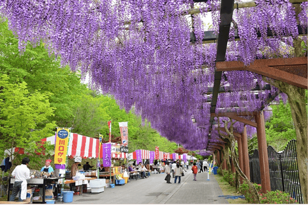 Tour Du Lịch Nhật Bản Mùa Hoa Chi Anh 6N5Đ – Vietnam Airlines | Kobe, Osaka, Kyoto, Fuji, Tokyo