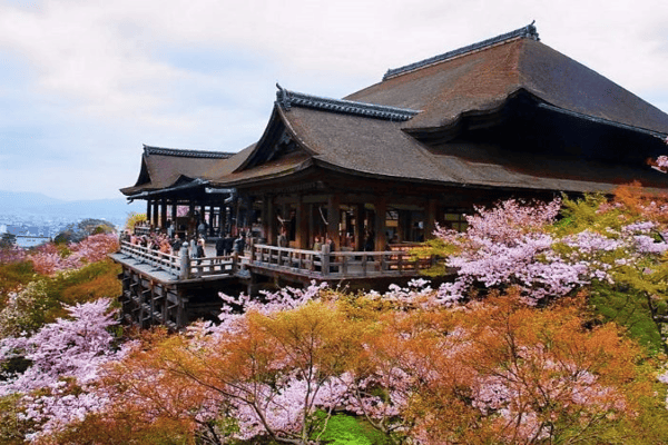 Tour Du Lịch Nhật Bản Mùa Hoa Chi Anh 6N5Đ – Vietnam Airlines | Kobe, Osaka, Kyoto, Fuji, Tokyo