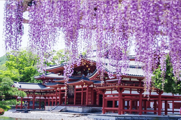 Tour Du Lịch Nhật Bản Mùa Hoa Chi Anh 6N5Đ – Vietnam Airlines | Kobe, Osaka, Kyoto, Fuji, Tokyo