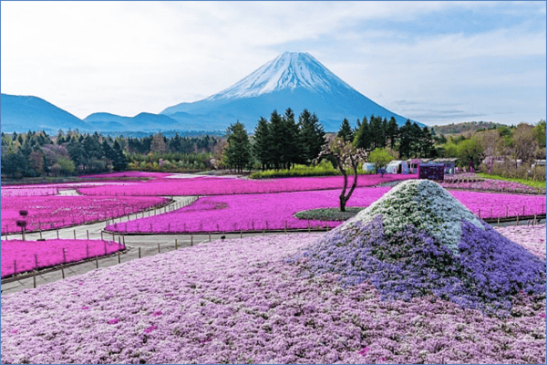Tour Nhật Bản Mùa Thu 5N5Đ: Osaka – Kyoto – Nagoya – Fuji – Yamanashi
