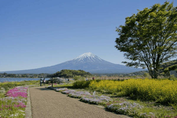 Tour Nhật Bản Mùa Thu 5N5Đ: Osaka – Kyoto – Nagoya – Fuji – Yamanashi