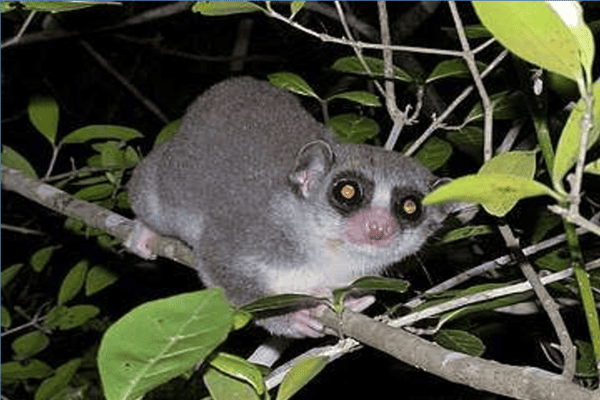 KHÁM PHÁ THIÊN ĐƯỜNG ĐÔNG PHI: SEYCHELLES – MADAGASCAR – MAURITIUS (THỜI GIAN: 14 NGÀY 13 ĐÊM - HÀNG KHÔNG: EMIRATES)
