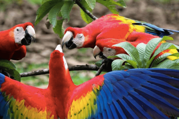 Hành Trình Khám Phá Galapagos & Amazon – Tour Ecuador Peru 14 Ngày 13 Đêm | Qatar Airways